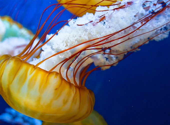 Wallpaper Japanese Sea Nettle, 4k, 5k wallpaper, Pacific Ocean, Jellyfish, sea, atlantic, water, yellow, Animals 9582411780